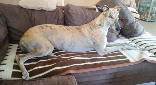 Greyhound-Hündin Lola